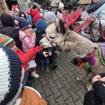dzieci karmią alpaki.jpg
