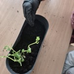 dzieci umieszczają sadzonki ziół w doniczce.jpg
