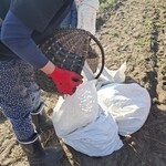 pani przesypuje ziemniaki do worka.jpg